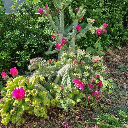 House Cikola Willa *